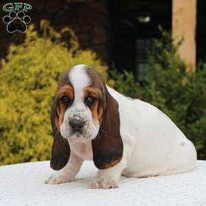 Bailey, Basset Hound Puppy
